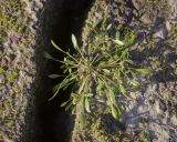 Limosella aquatica