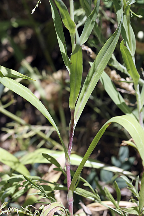 Image of Tragopogon orientalis specimen.