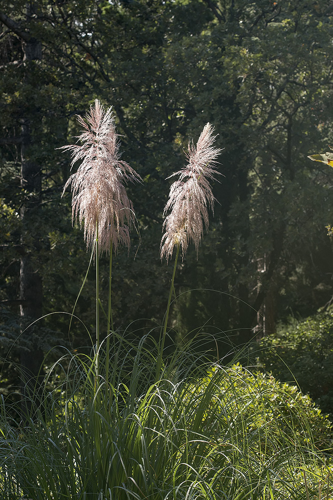 Изображение особи Cortaderia selloana.