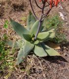 Aloe striata