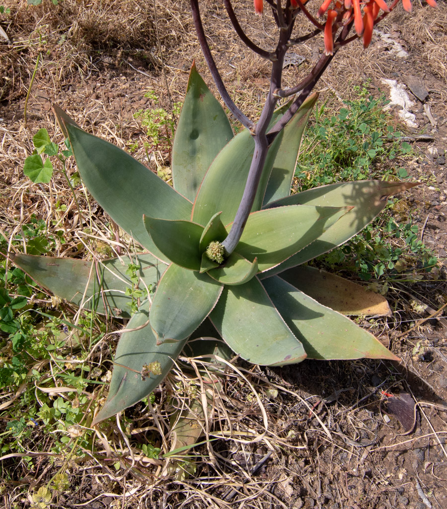 Изображение особи Aloe striata.
