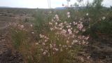 Poacynum pictum