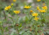 Inula britannica. Верхушки цветущих растений. Краснодарский край, Крымский р-н, окр. станицы Неберджаевская, ур. Темрючки, подсохшее дно небольшого озерка на заброшенном мергелевом карьере. 29.10.2022.
