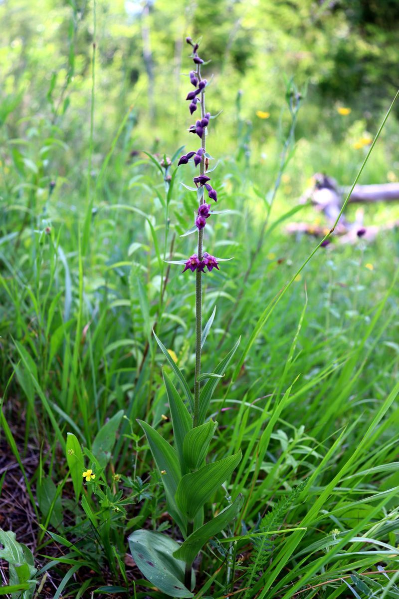 Изображение особи Epipactis atrorubens.