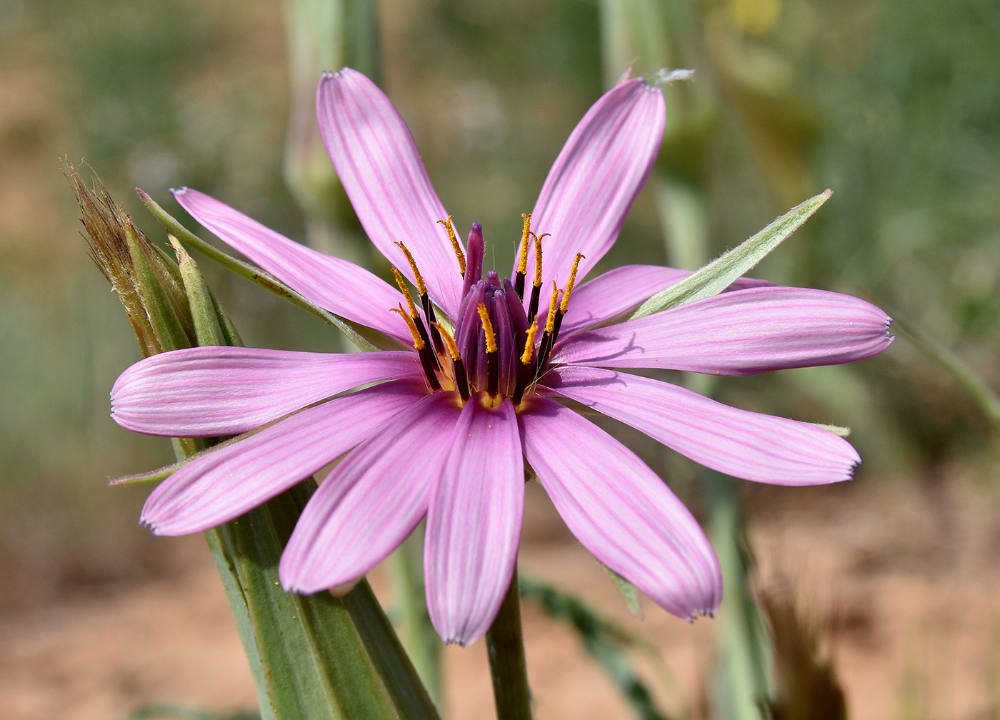 Image of Tragopogon ruber specimen.