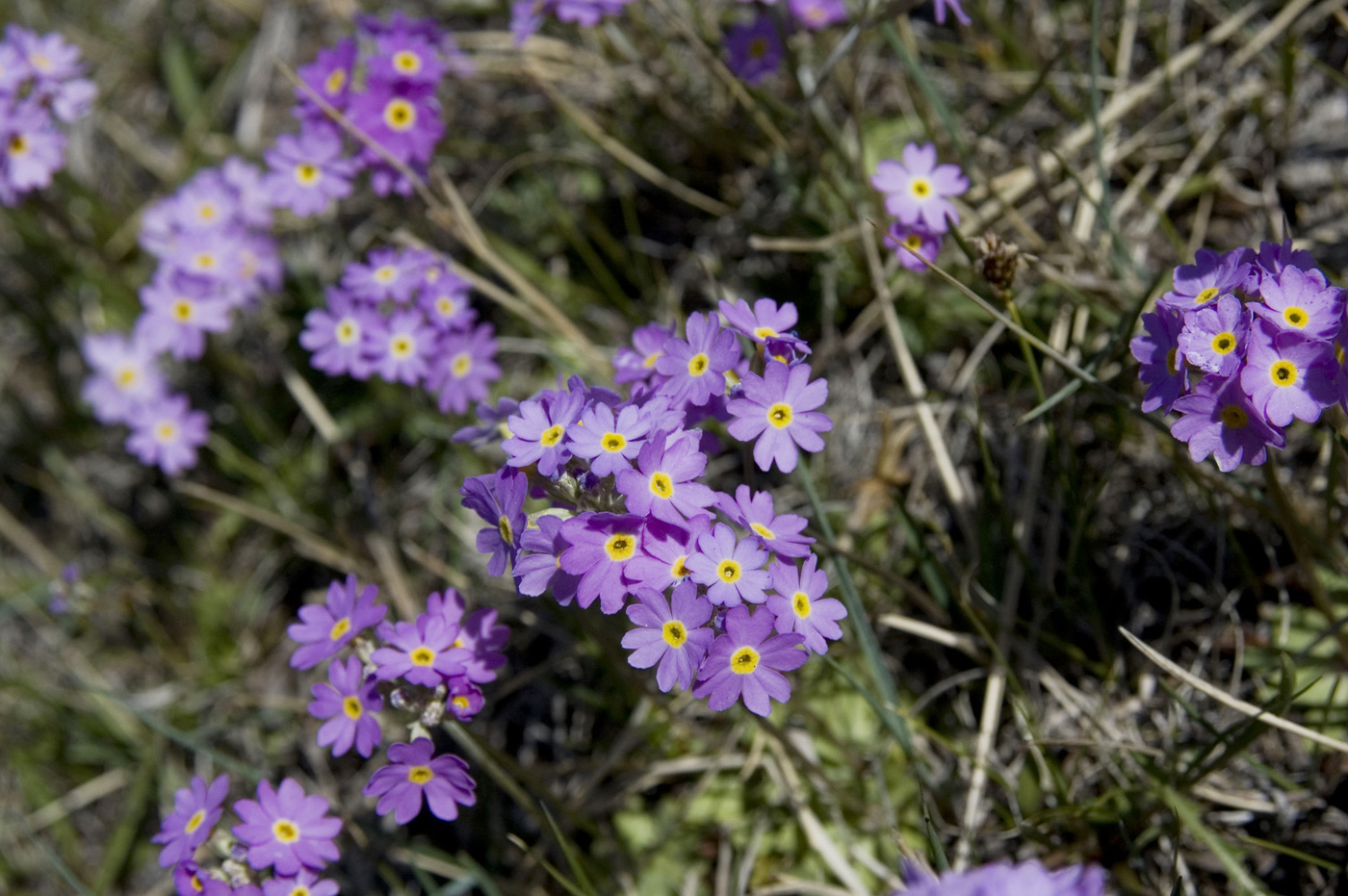 Изображение особи Primula nutans.