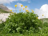 Ranunculus raddeanus. Цветущее растение. Адыгея, Кавказский биосферный заповедник, Фишт-Оштенский массив, юго-восточный отрог горы Оштен, ≈ 2400 м н.у.м., альпийский луг. 13.08.2016.