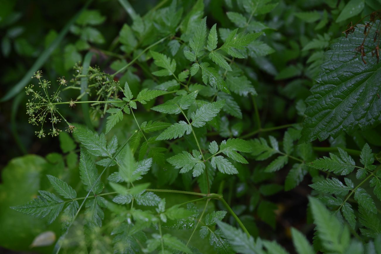 Image of familia Apiaceae specimen.