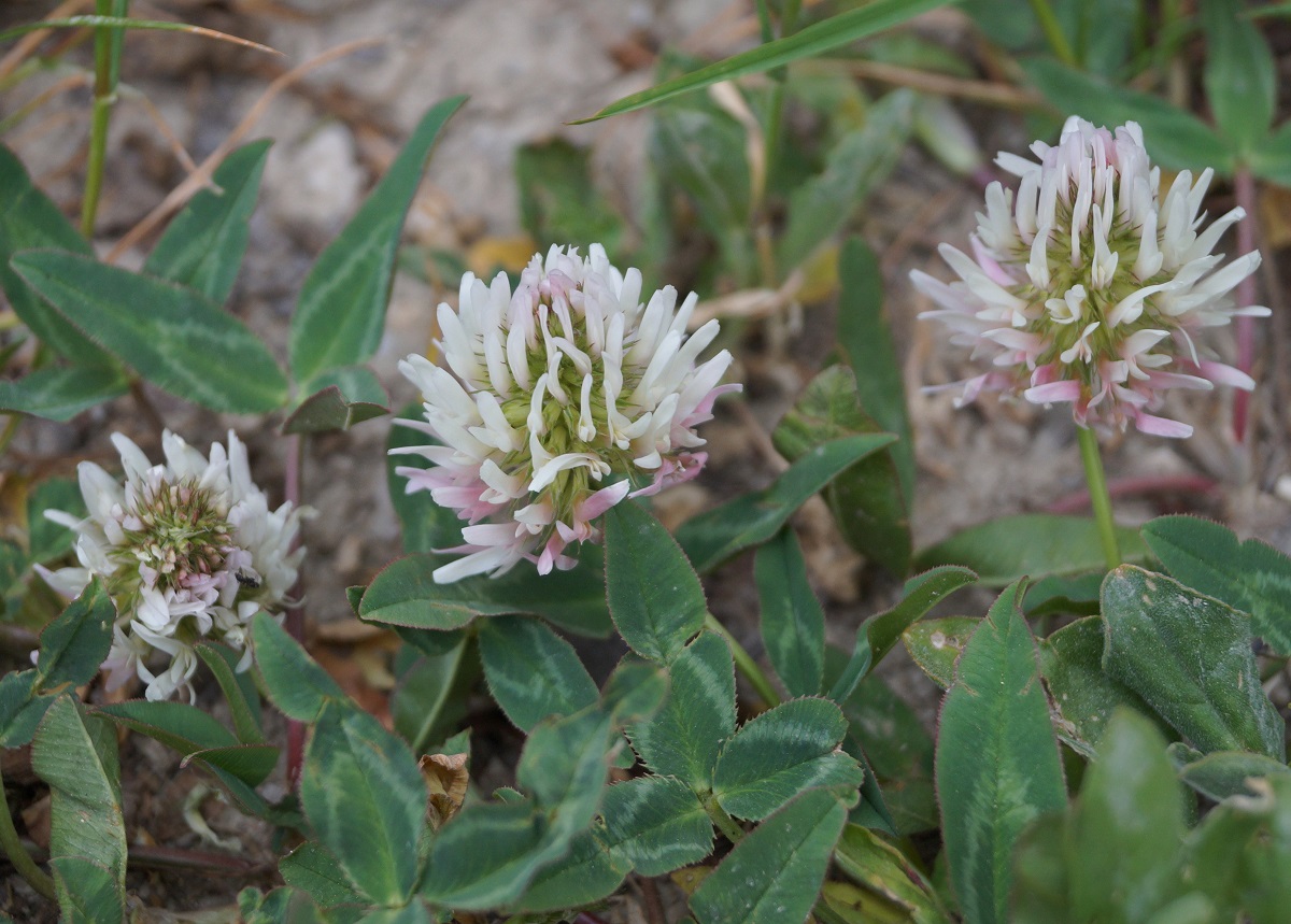 Изображение особи Trifolium ambiguum.