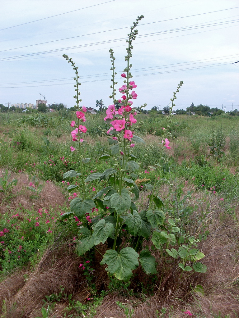 Изображение особи Alcea rosea.