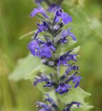 Ajuga genevensis. Соцветие. Краснодарский край, м/о Анапа, пос. Витязево, ул. Знойная, газон между дорогой и тротуаром. 29.05.2021.