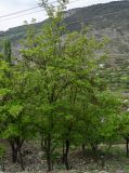 Robinia pseudoacacia. Расцветающие деревья. Дагестан, Хунзахский р-н, с. Большой Гоцатль, ≈ 1100 м н.у.м., в культуре. 02.05.2022.