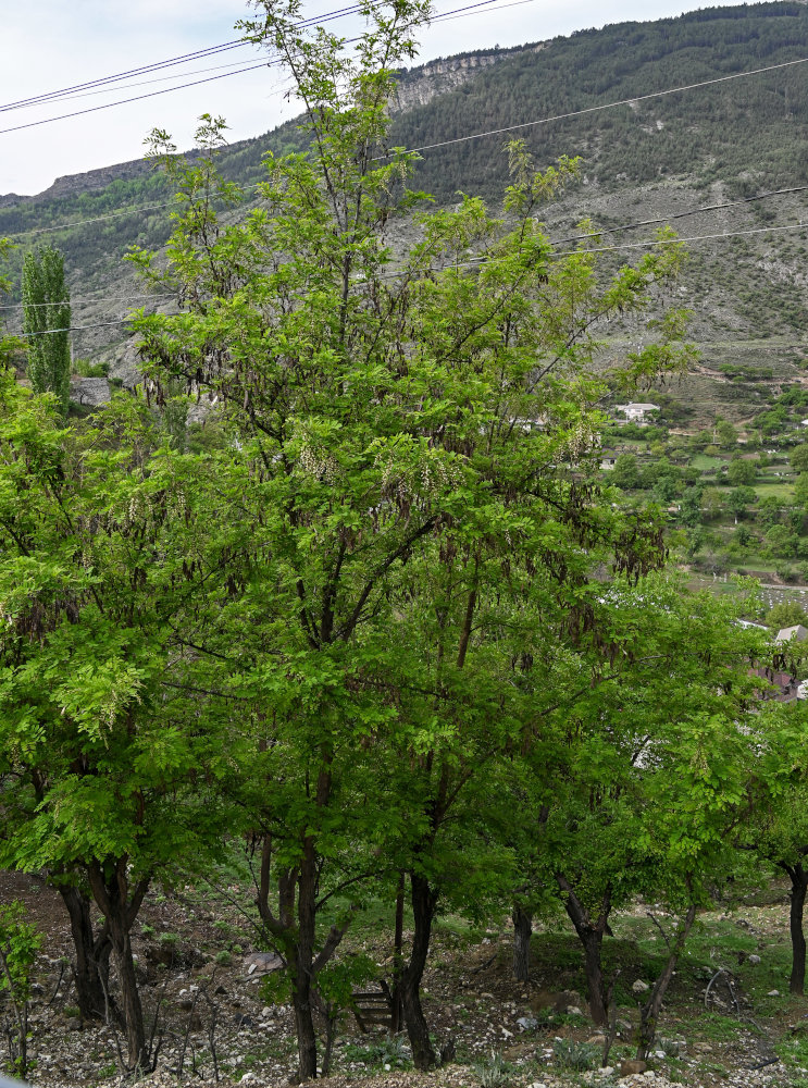 Изображение особи Robinia pseudoacacia.