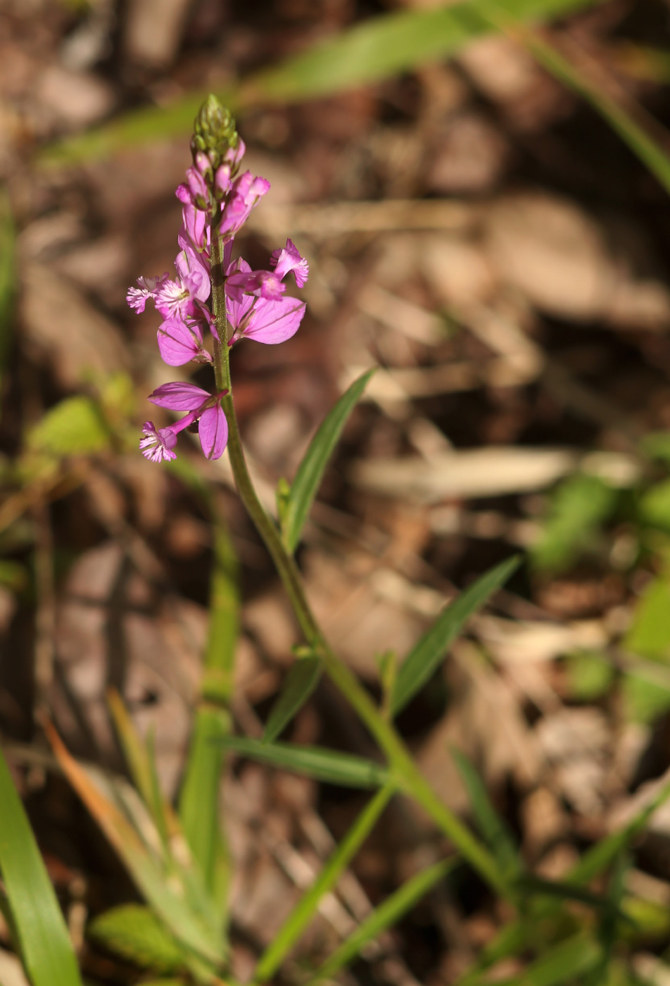 Image of Polygala major specimen.