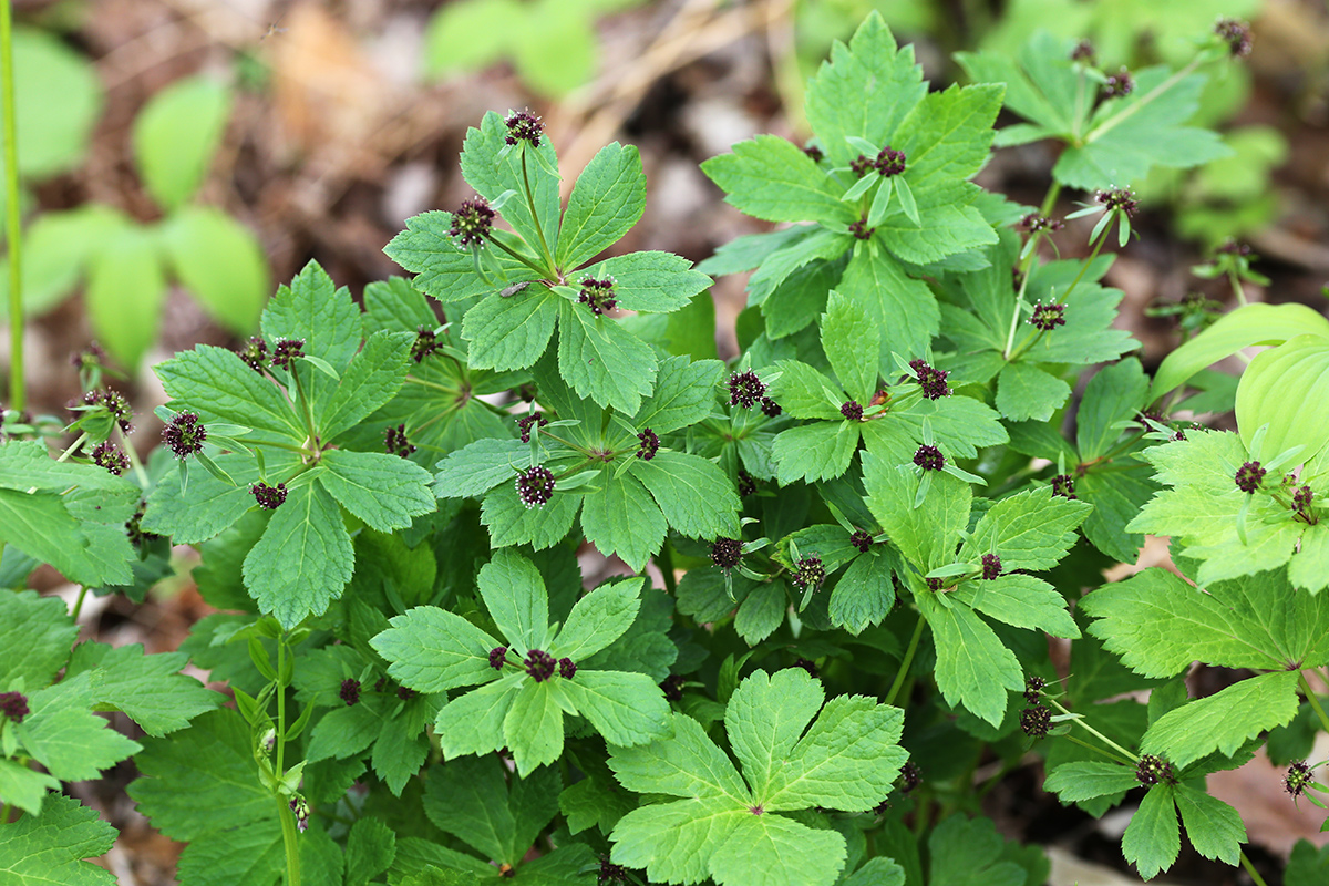 Изображение особи Sanicula rubriflora.