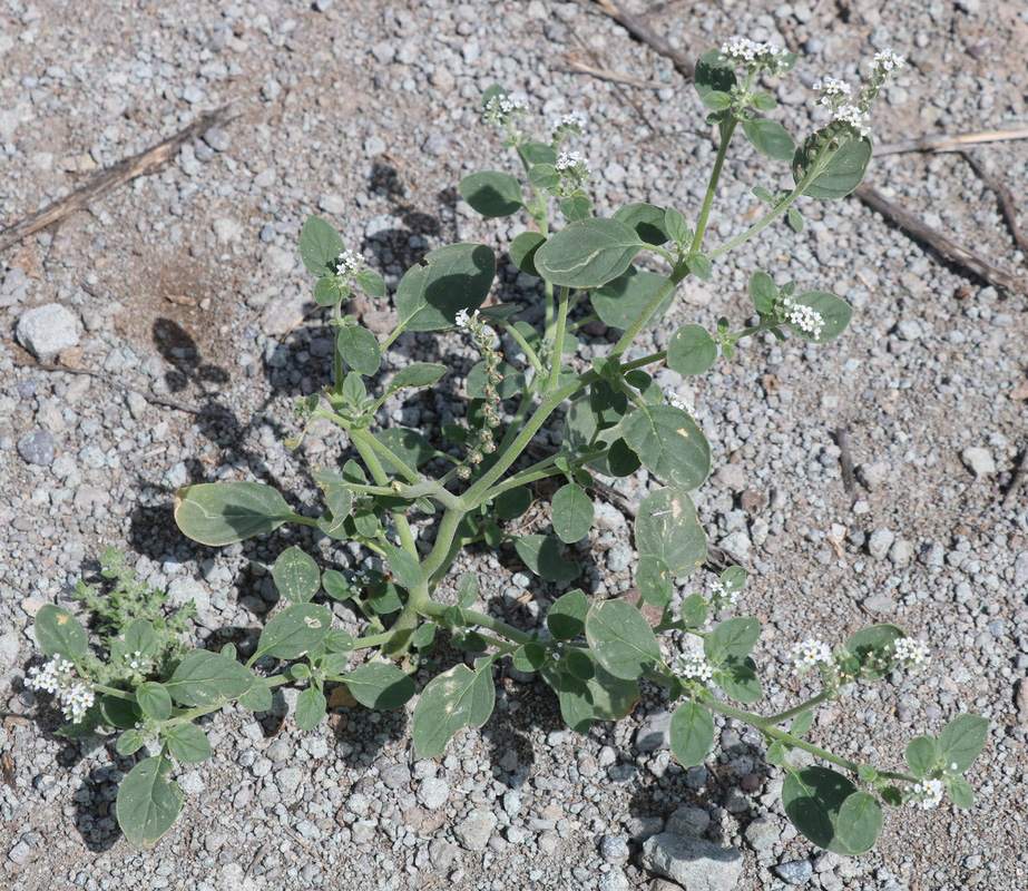 Image of Heliotropium ellipticum specimen.