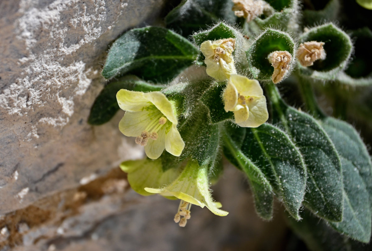 Изображение особи Hyoscyamus albus.