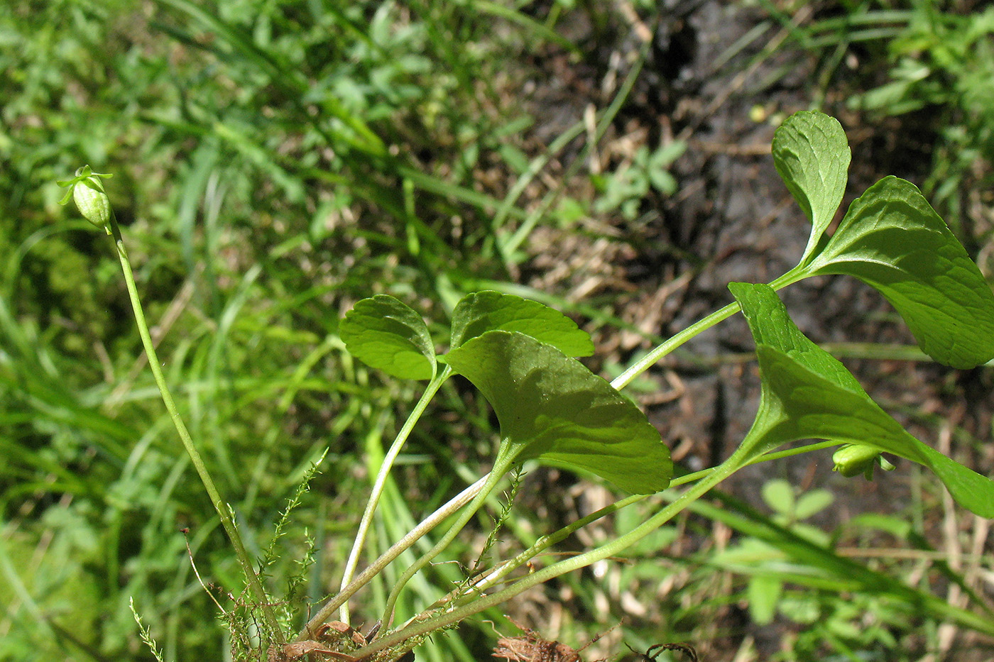 Изображение особи Viola palustris.