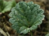 Glechoma hederacea