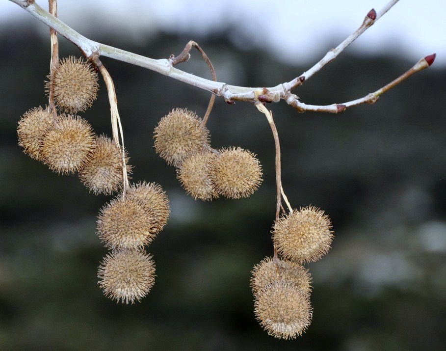 Изображение особи Platanus orientalis.