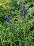 genus Delphinium