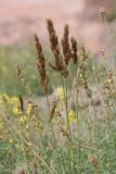 genus Calamagrostis