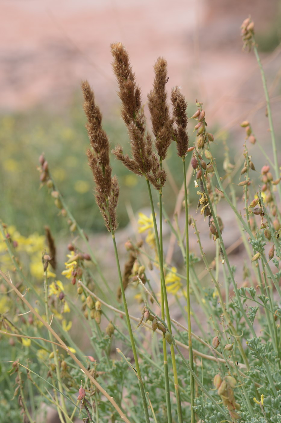 Изображение особи род Calamagrostis.