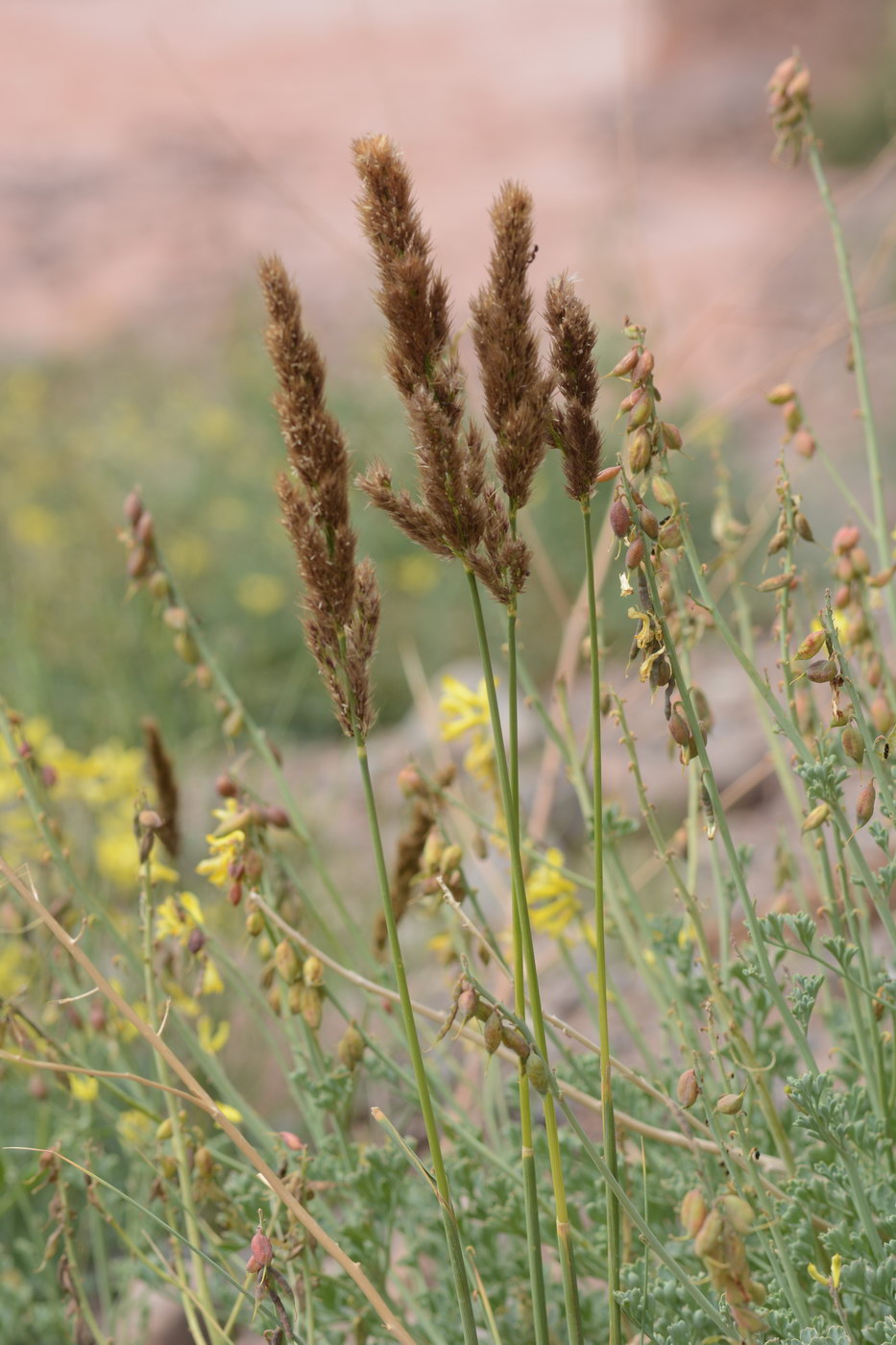 Image of genus Calamagrostis specimen.