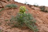 Ferula foetida