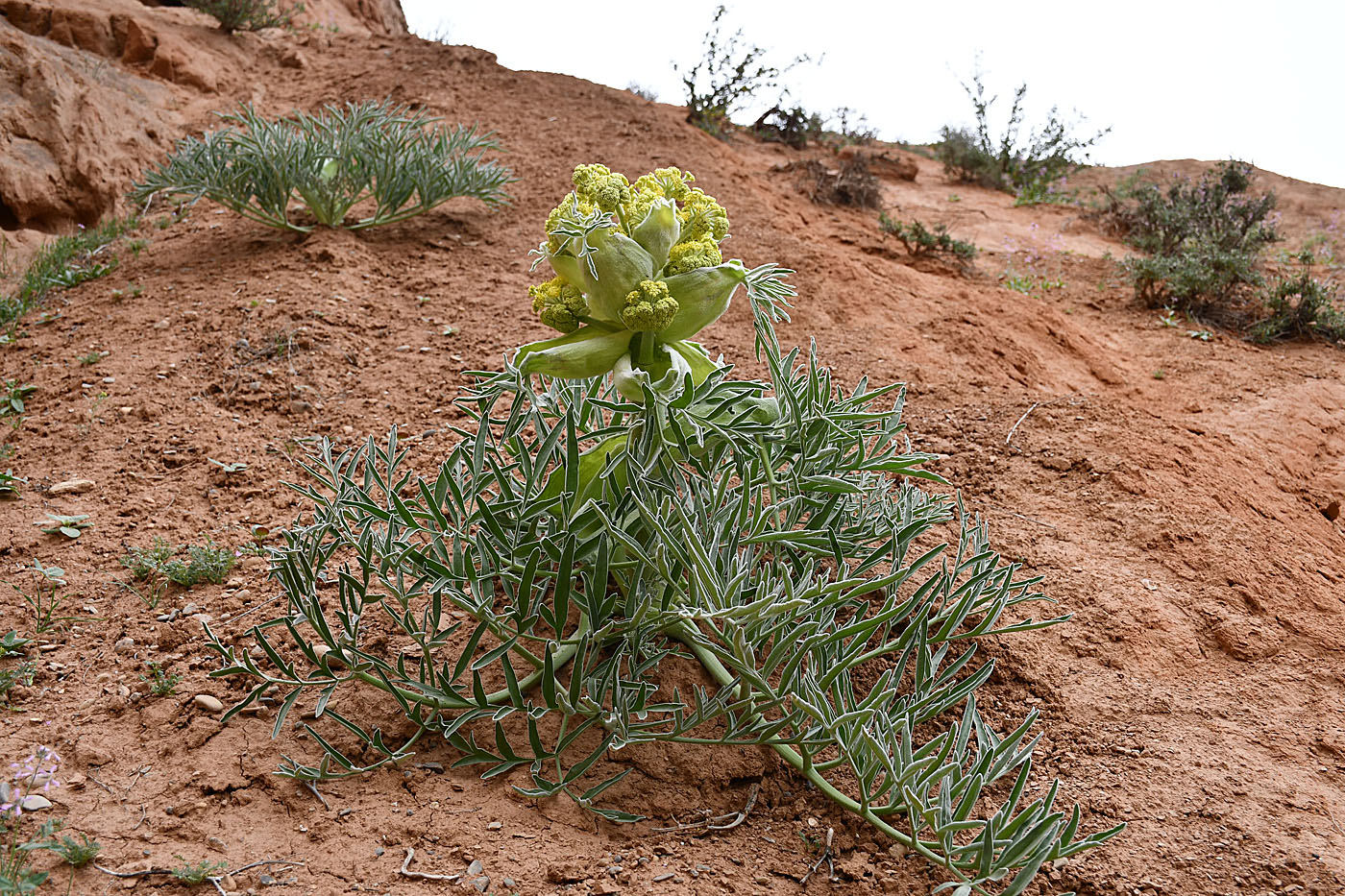 Image of Ferula foetida specimen.