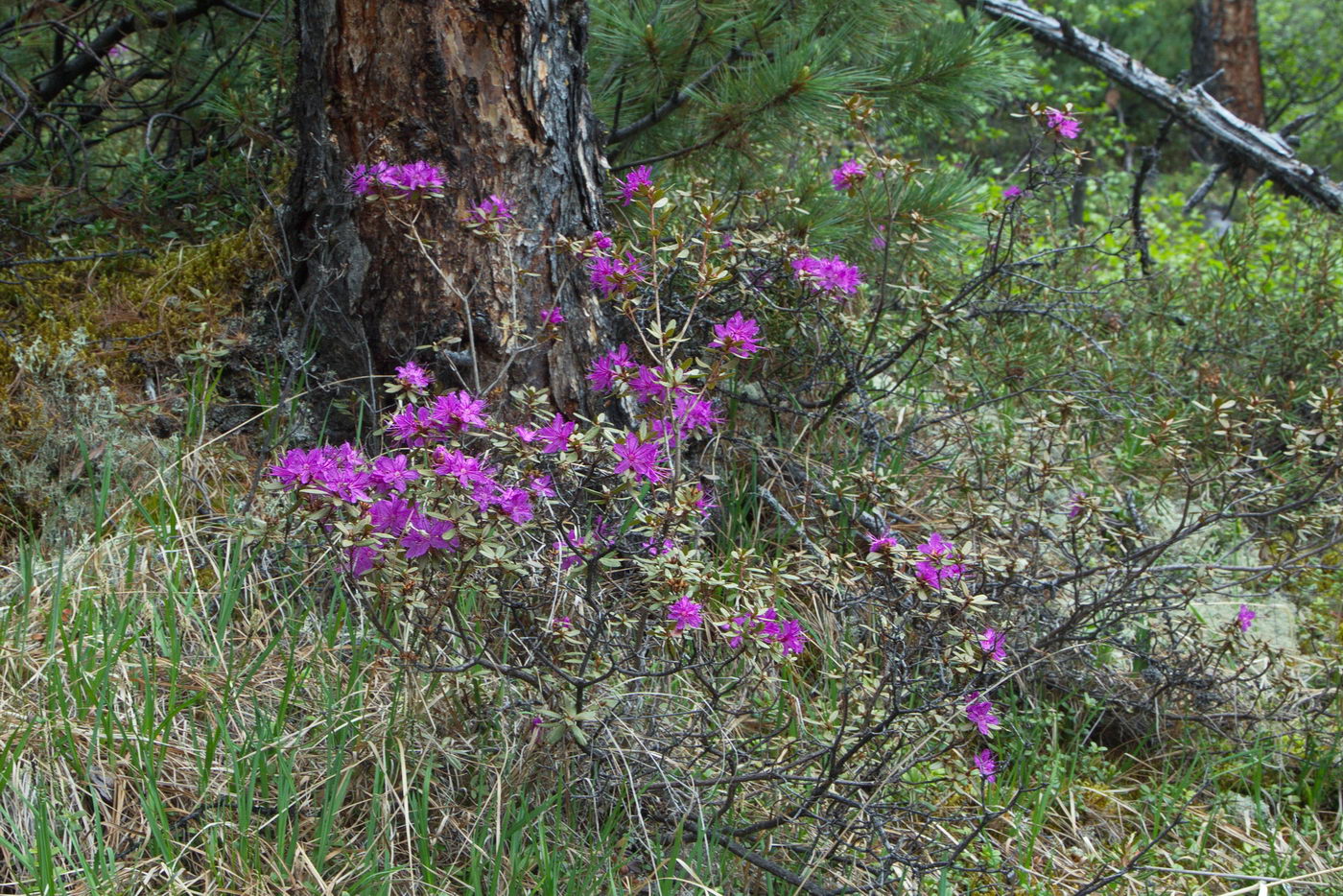 Изображение особи Rhododendron parvifolium.