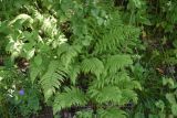 Athyrium filix-femina