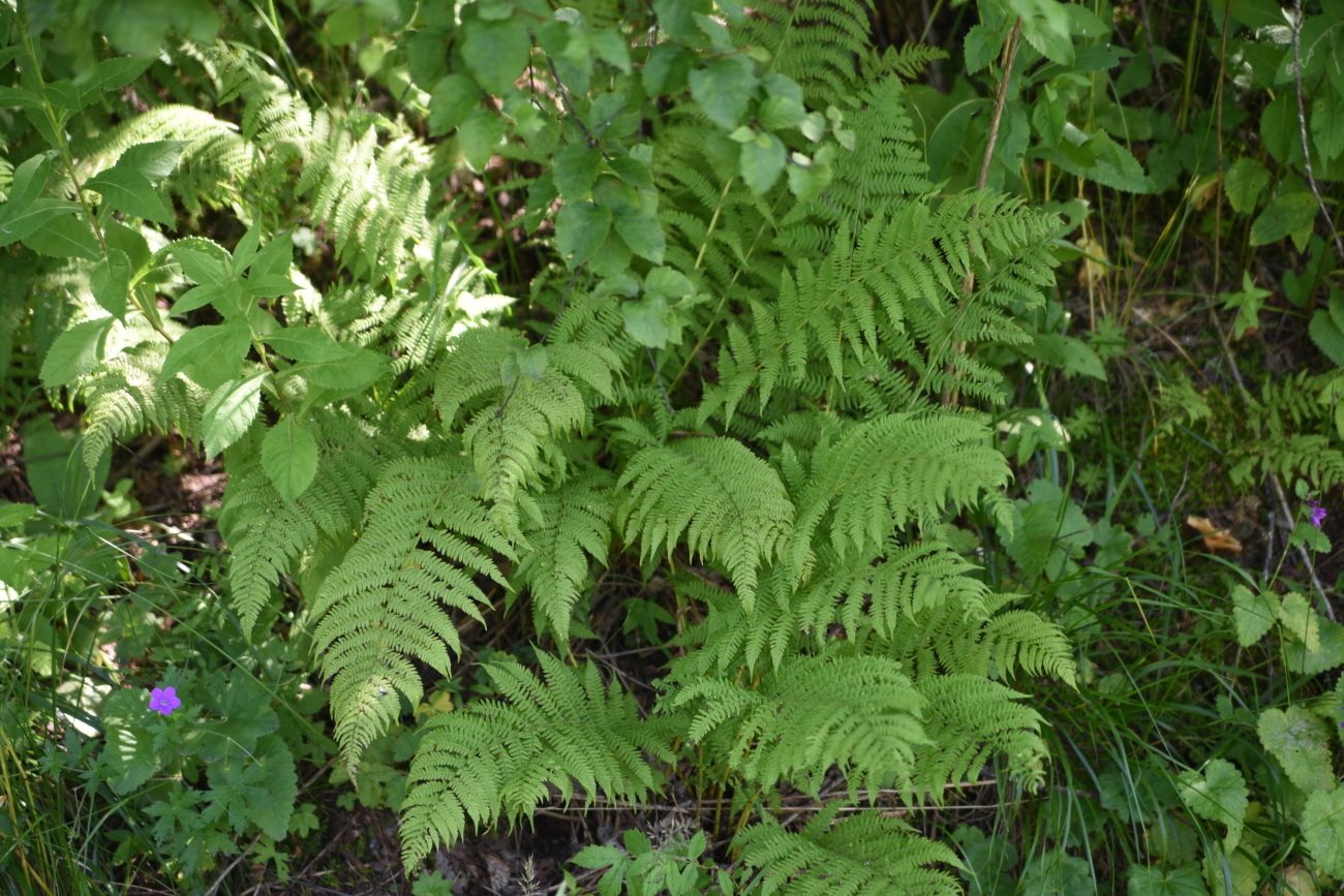 Image of Athyrium filix-femina specimen.