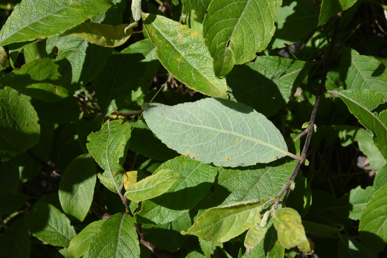 Image of Salix caprea specimen.