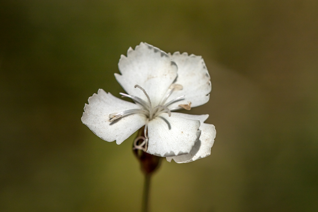 Image of Dianthus cretaceus specimen.