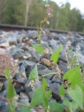 Fallopia convolvulus. Побеги с соплодиями. Окр. Томска, железнодорожная насыпь. 23.08.2009.