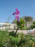 Lamium amplexicaule