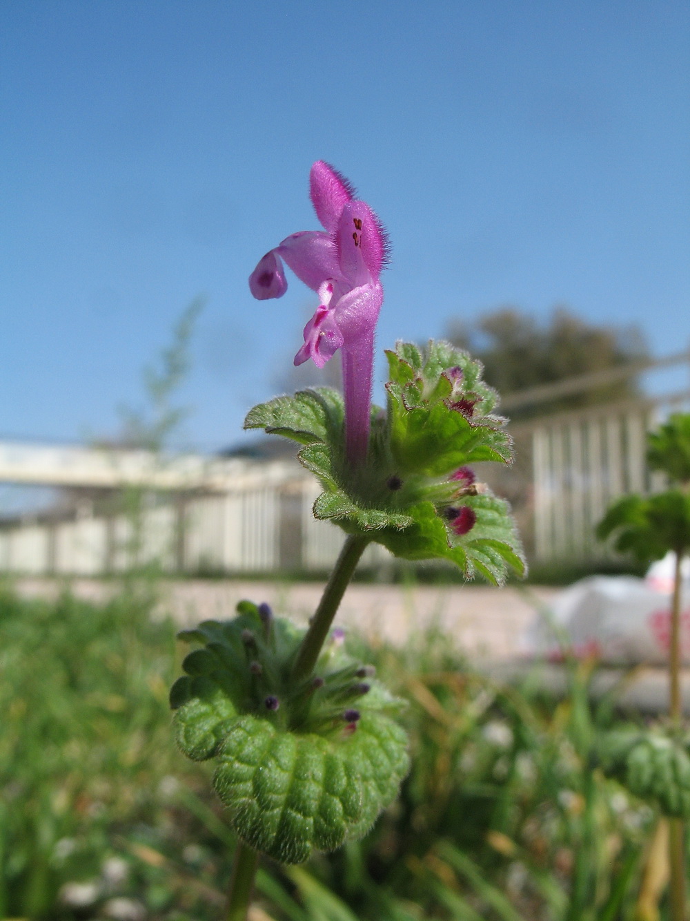 Image of Lamium amplexicaule specimen.