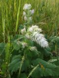 Salvia sclarea