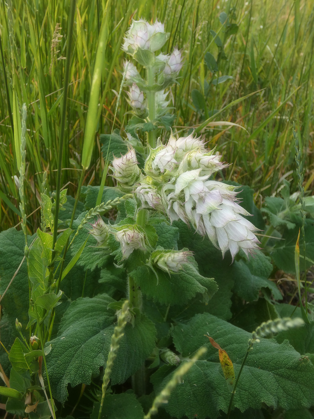 Изображение особи Salvia sclarea.