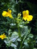 Mimulus guttatus