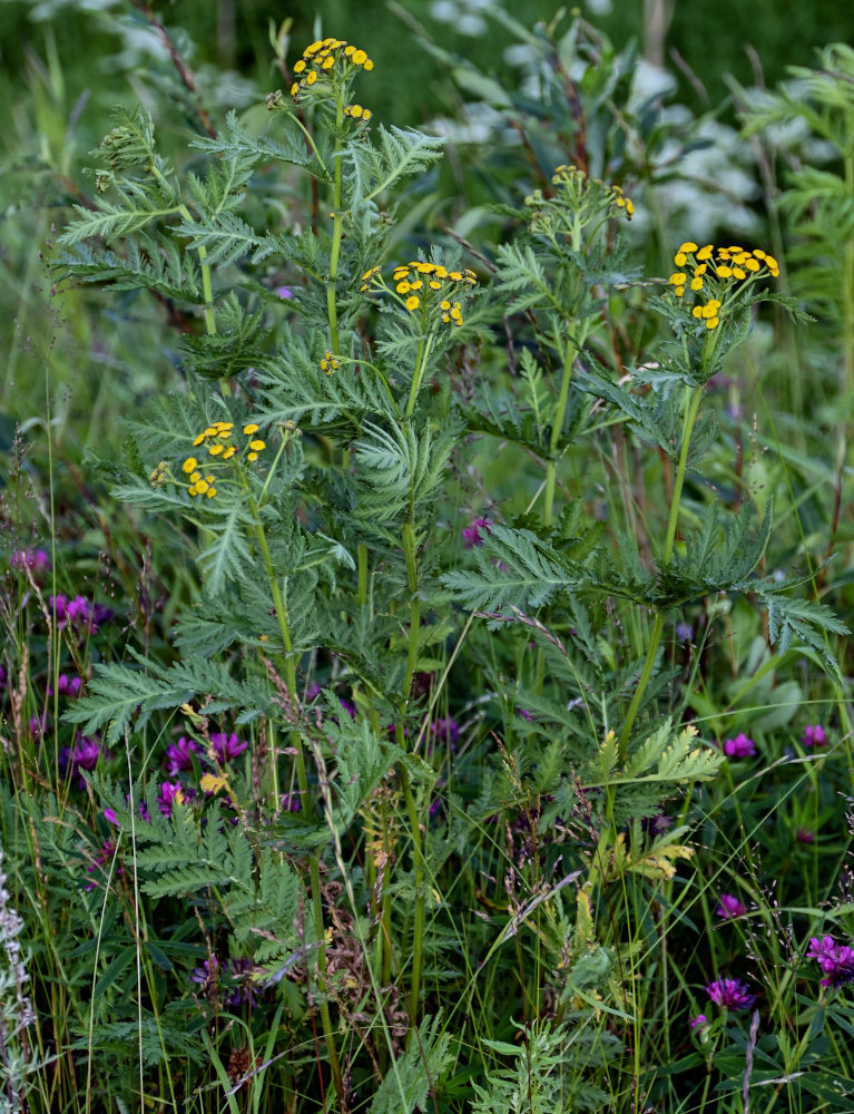 Image of Tanacetum boreale specimen.