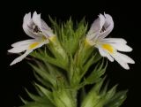 genus Euphrasia. Верхушка цветущего растения. Карелия, Лахденпохский р-н, окр. пос. Ихала, разнотравье у полевой дороги. 12.09.2023.