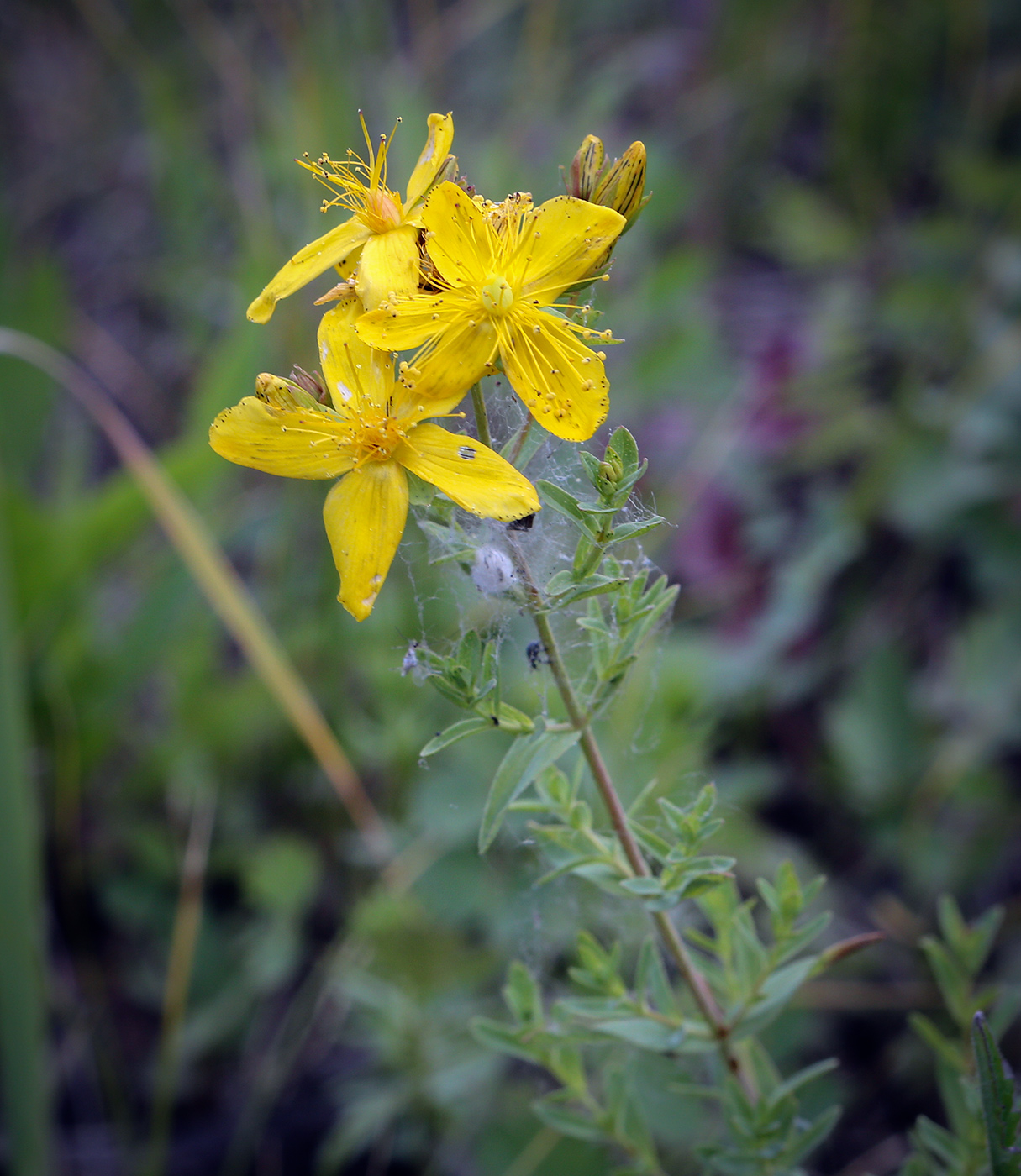 Изображение особи Hypericum perforatum.