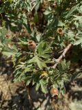 Crataegus orientalis