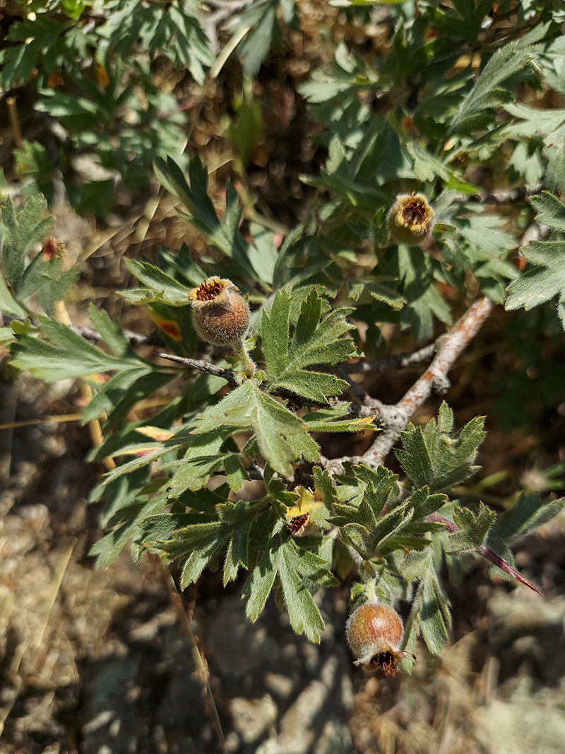 Image of Crataegus orientalis specimen.