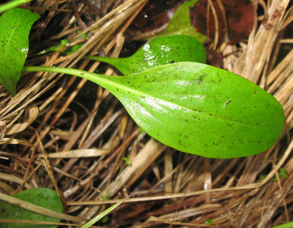 Image of Swertia perennis specimen.