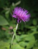 Cirsium heterophyllum. Верхушка цветущего растения. Пермский край, Добрянский р-н, окр. с. Полазна, опушка в хвойном лесу. 30.07.2023.