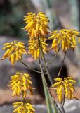 genus Aloe