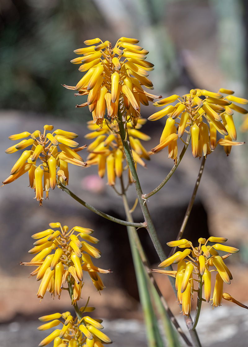 Image of genus Aloe specimen.